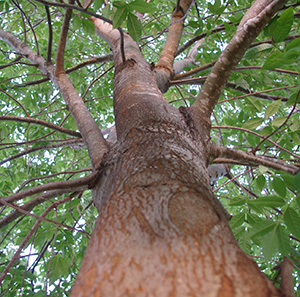 Tree Services